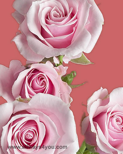 Spray Rose Pink Majorca Flowers